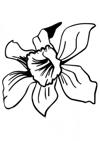 FLOWER coloring pages - Wild daffodil