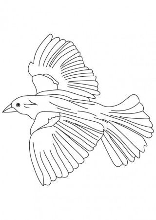 Flying blackbird coloring page | Download Free Flying blackbird 