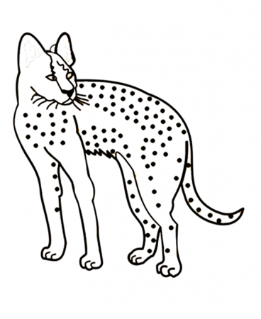 cheetah running Colouring Pages (page 2)