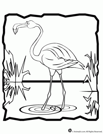Flamingos Coloring Pages