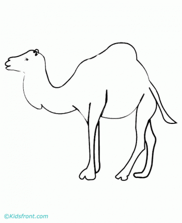 camel.jpg