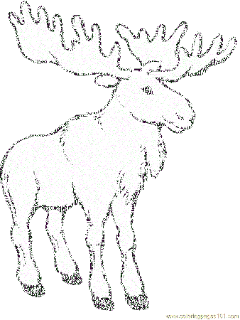 Coloring Pages Realistic moose (Mammals > Moose) - free printable 