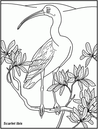 Bird Coloring Pages For Adults - Category