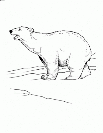 Download Polar Bear Coloring Pages | Laptopezine.