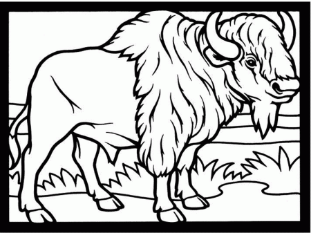 Bison coloring pages | Coloring-
