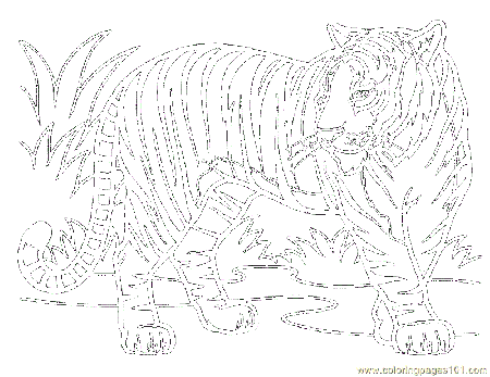 Coloring Pages Tiger (Mammals > Tiger) - free printable coloring 