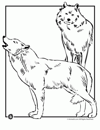 a wild wolf Colouring Pages