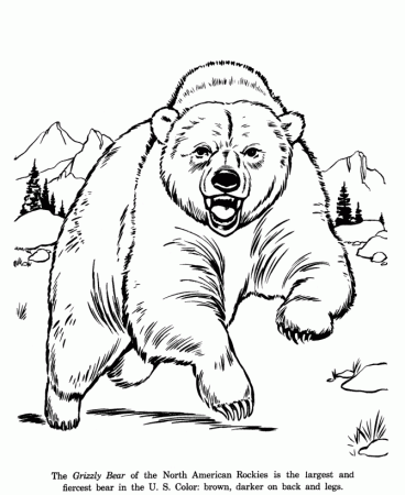 Grizzly Bear drawing and coloring page | cooler than cool coloring sh…