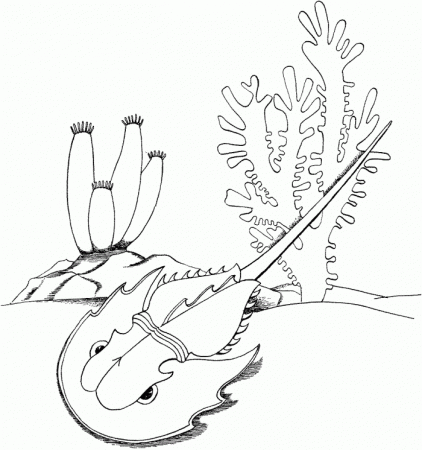 Horseshoe Crab Coloring Page | 99coloring.com