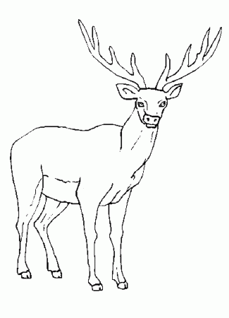 Elk-coloring-pictures-4 | Free Coloring Page Site