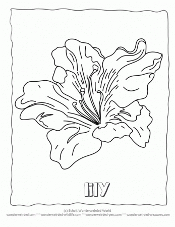Flower Coloring Sheets Lily,Free Printable Flower Coloring Pages 