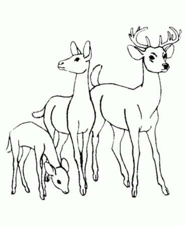 Deer Coloring Pages 3 - smilecoloring.com