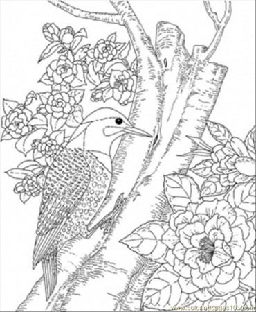 Coloring Pages Alabama State Bird (Countries > USA) - free 