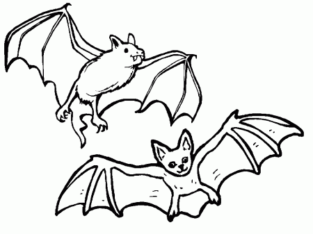 little brown bat Colouring Pages