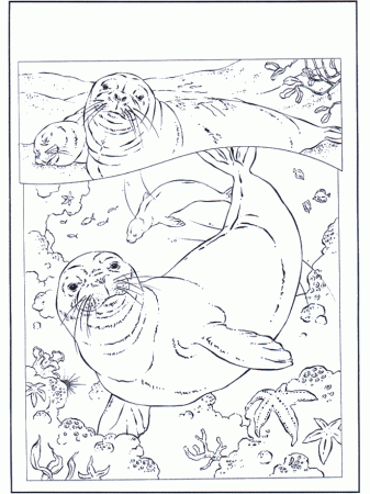 Seals - Water Animals