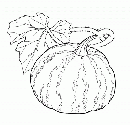 Vegetables Pumpkin And Leaves A Wide Coloring Page For Kids 