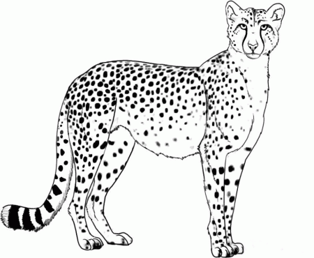 Cheetah Coloring Pages For Kids
