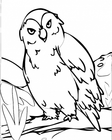 Owls Are Cute With Beautiful Feathers Coloring Pages - Owl 