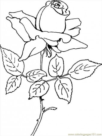 Coloring Pages Rose 05 (Natural World > Flowers) - free printable 