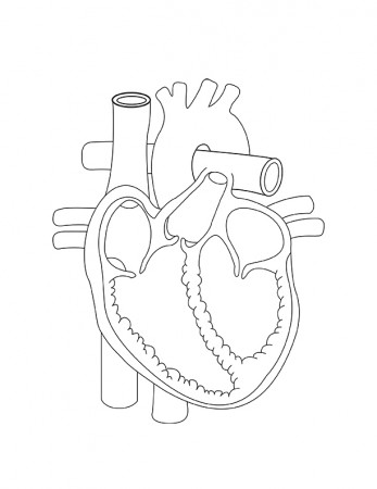 Heart Anatomy Coloring Page - Free Printable Coloring Pages