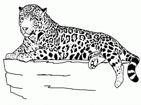 Coloring Pages Cheetah - Gianfreda.net