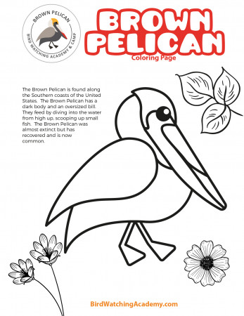 Brown Pelican Coloring Page - Bird Watching Academy