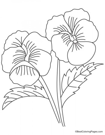 Two big pansy coloring page | Download Free Two big pansy coloring page for  kids | Best Coloring Pages