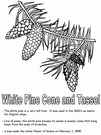 Pine Cone Coloring Pages - HiColoringPages