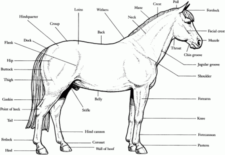 Coloring Pages: Horse Coloring Pages Pictures Colorine Horse ...