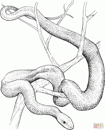 Realistic Snakes coloring pages | Free Coloring Pages