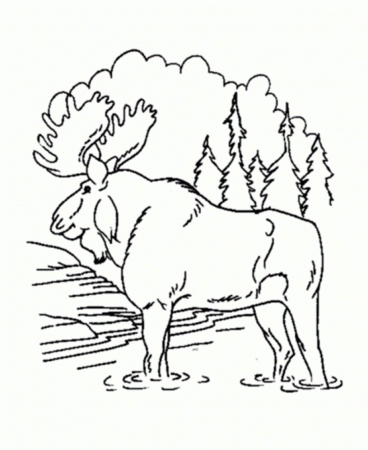 Forest Animal Printable Coloring Pages Forest Animals Coloring ...