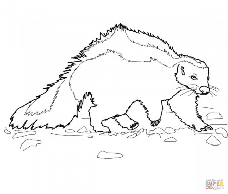 Skunk coloring pages | Free Coloring Pages