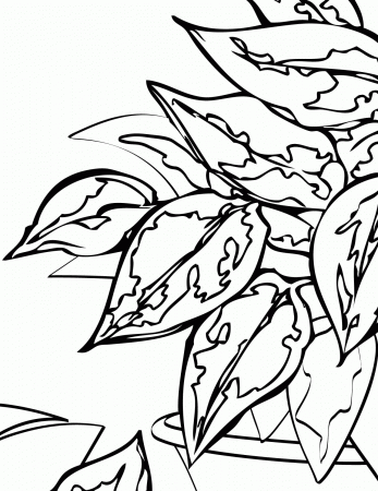 Weeping Fig Coloring Page - Handipoints