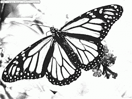 Monarch Butterfly Coloring Page (18 Pictures) - Colorine.net | 20518