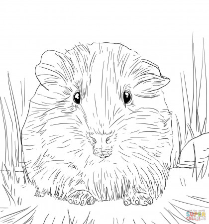 Guinea pig coloring pages | Free Coloring Pages