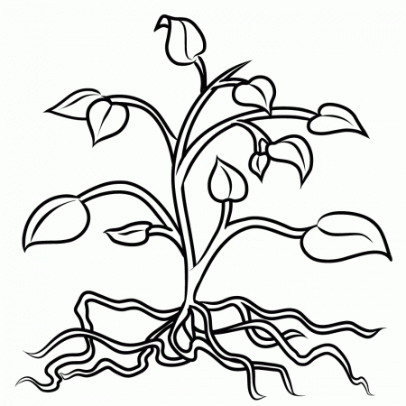 Parts Of A Plant Coloring Page - Coloring Pages for Kids and for ...
