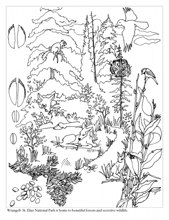 forest coloring page - High Quality Coloring Pages