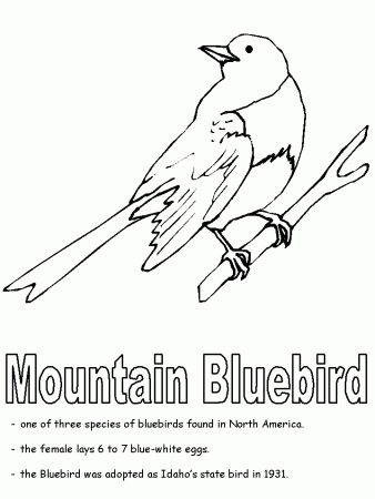 Mountain Bluebird coloring page