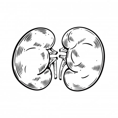 Kidney Outline Images | Free Vectors, Stock Photos & PSD