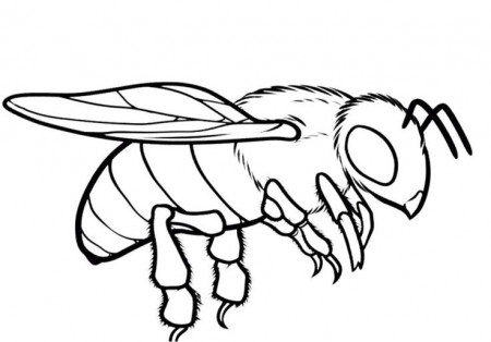 Pollinator coloring pages — Seattle's Favorite Garden Store Since 1924 -  Swansons Nursery