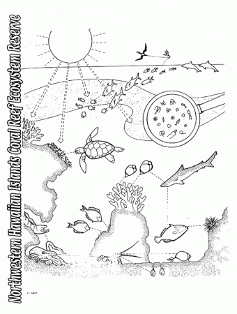 Preview Large: free tundra plants coloring s biomes coloring pages ...