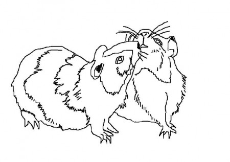 hamster with sun flower seed coloring page kids coloring page ...