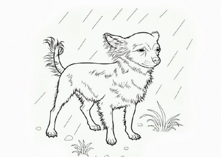 Chihuahua under the rain Coloring Page