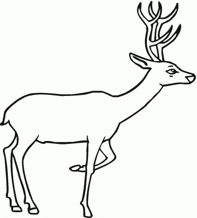 Coloring Pages : Deer Coloring Pages Kids Animal Pictures To Color  Whitetail For And Printee Use Out Phenomenal Deer Pictures To Color Image  Inspirations ~ Off-The Wall ATL