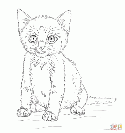 Kitten coloring page | Free Printable Coloring Pages