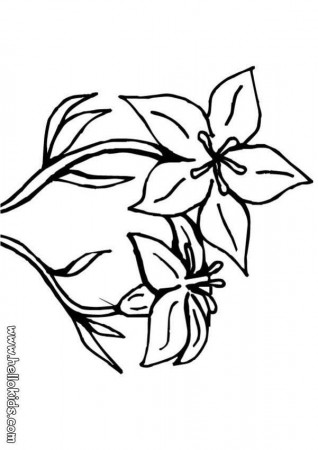 FLOWER coloring pages - Poppy petals
