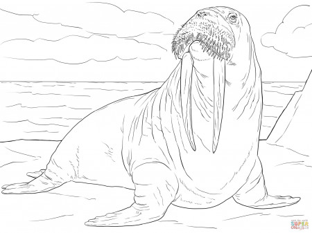 Adult Male Walrus coloring page | Free Printable Coloring Pages