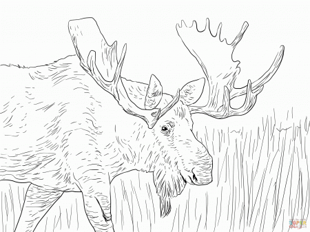Moose Bull Coloring Pages Printable Version Color - Colorine.net ...