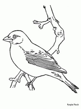 Free Coloring Pictures Birds, Download Free Coloring Pictures Birds png  images, Free ClipArts on Clipart Library