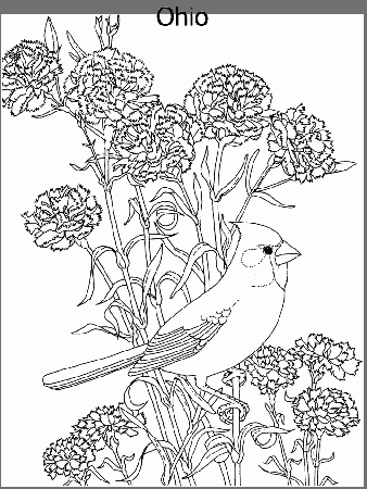 State Flower and State Bird coloring page